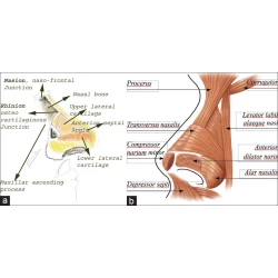 Article figure