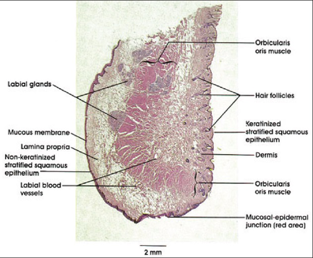 Histology of the lip in a section (from imargade.com)