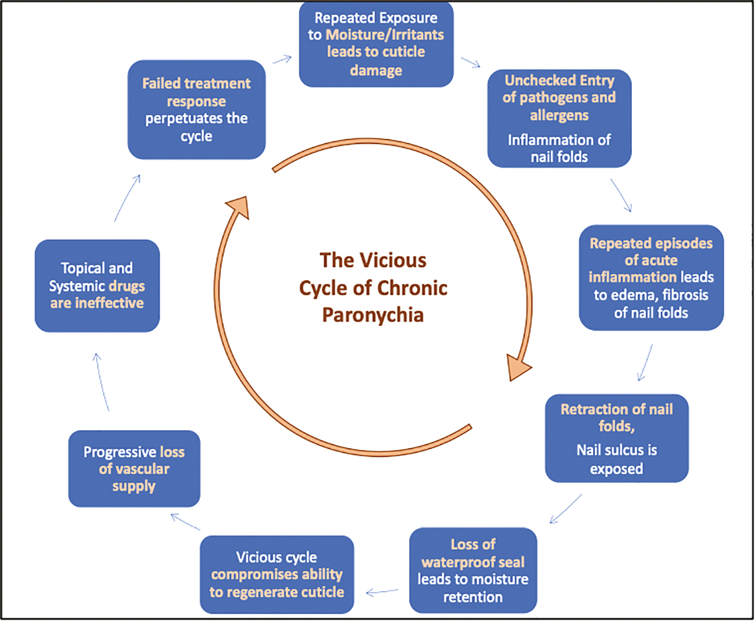 Pathogenesis of CP-CP is form of hand dermatitis with secondary (bacterial/fungal) colonization. Repeated exposure to moisture and irritants leads to damage to the cuticle, causing unchecked entry of allergens as well as pathogens leading to repeated episodes of acute inflammation resulting in edema, fibrosis and consequent retraction of the nail folds. The nail sulcus is thus, further exposed compromising the effective seal again resulting in the unchecked entry of organisms/allergens. This vicious cycle impedes the cuticle regeneration. In addition, the fibrosis as well as progressive loss of vascular supply prevents topical and systemic drugs from reaching the nail folds. Thus, a failed treatment response perpetuates this cycle