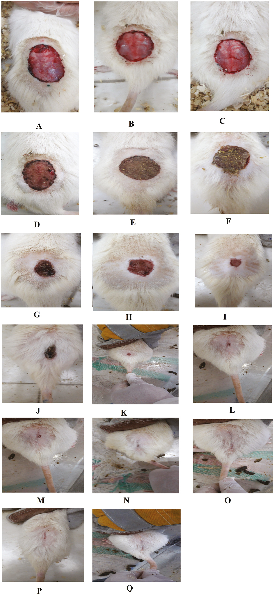 (A–Q) Macroscopic evaluation of WH rate in all the three experimental groups at different time intervals after injury