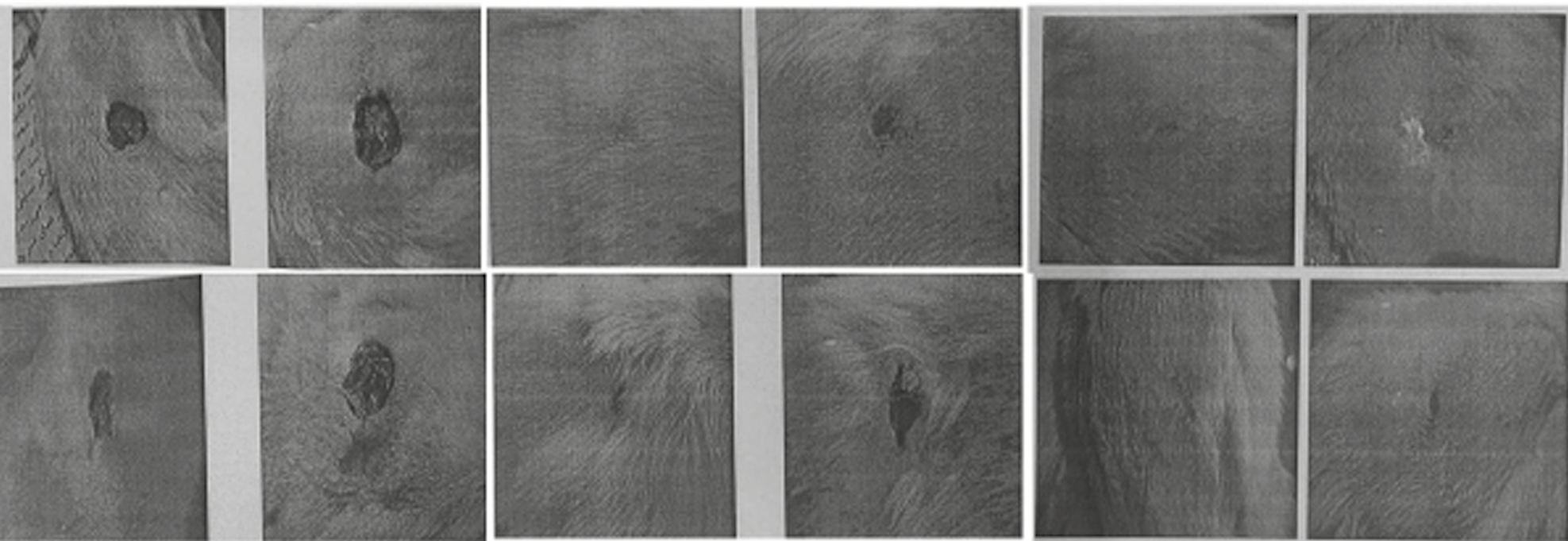 Results showed that recovery and wound healing in rat groups: control (A and B), BAF (C and D), and LPL (E and F)