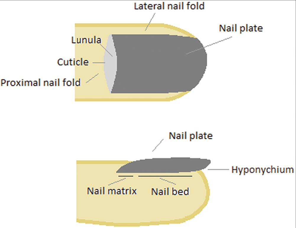 Anatomy of the nail apparatus: (A) front view and (B) lateral view