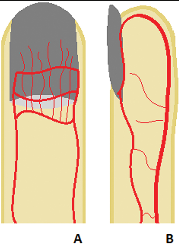 Vascular supply of the nail apparatus. (A) frontal view with the three arcades that give rise to longitudinally running fine vessels for the proximal nail fold, matrix, and nail bed. (B) Lateral view highlighting the palmar artery, which supplies most of the blood to the nail apparatus and anastomoses with the thinner dorsal artery