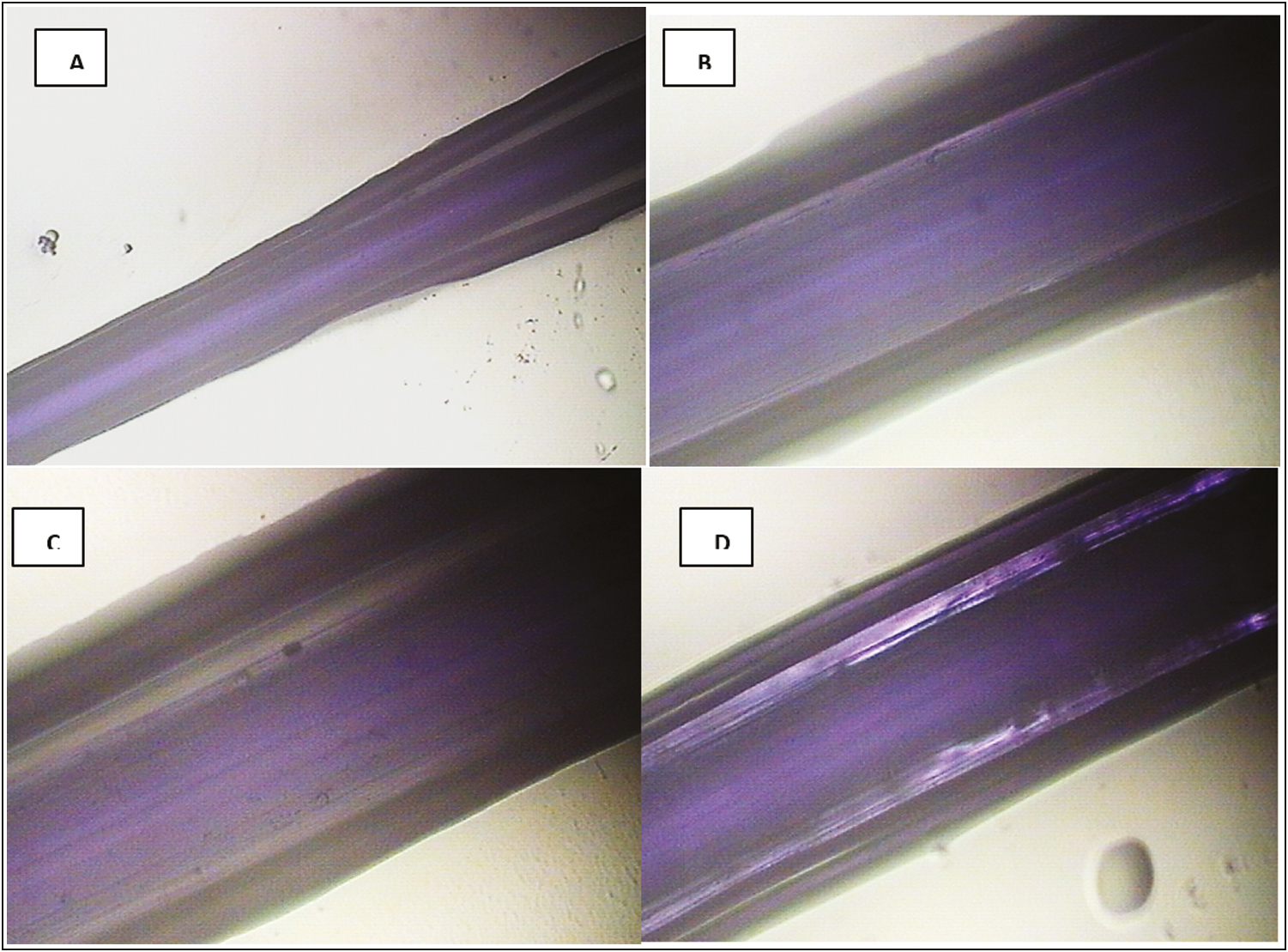 PDO thread after 48 h of immersion in Arg. (A) 4× optical photomicrograph. Note in the central area of the thread, a bright light purple column corresponding to the central fiber of the PDO thread surrounded by parallel areas in dark light that extend from the central area to the periphery of the thread (increase in interlaminar spaces). (B and C) Thread at 10×. Note the increase in interfibrillar spaces and not only interlaminar spaces, they are observed as bright whitish vertical and parallel bands corresponding to the phenomenon of fluid absorption. (D) Aqueous retention in the thread was observed at 4×