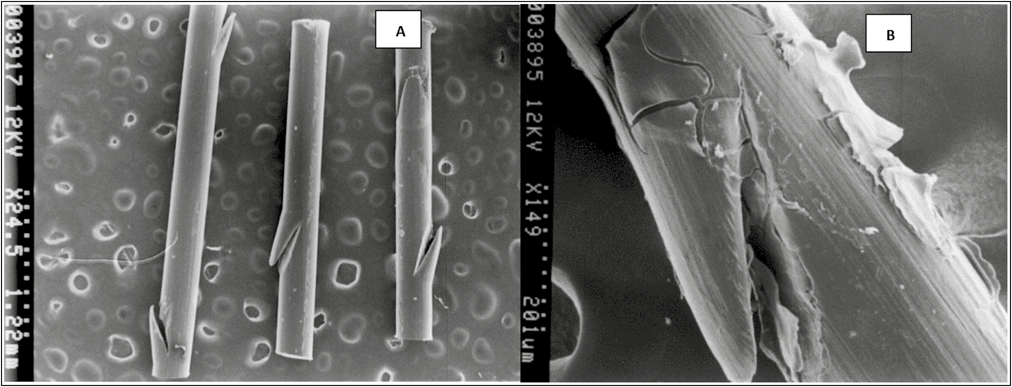 (A) Topography of the PDO thread without the drug (control) scanning electron microscope photomicrograph at 25×. Spicular fissures are observed at the lateral edges. (B) PDO thread with Arg. Scanning electron microscope photomicrograph at 150×. Note a layer that covers the thread, which interpenetrates the fissure of the fiber and that in certain sections it flakes. It corresponds to the asset fixed on the surface of the PDO thread