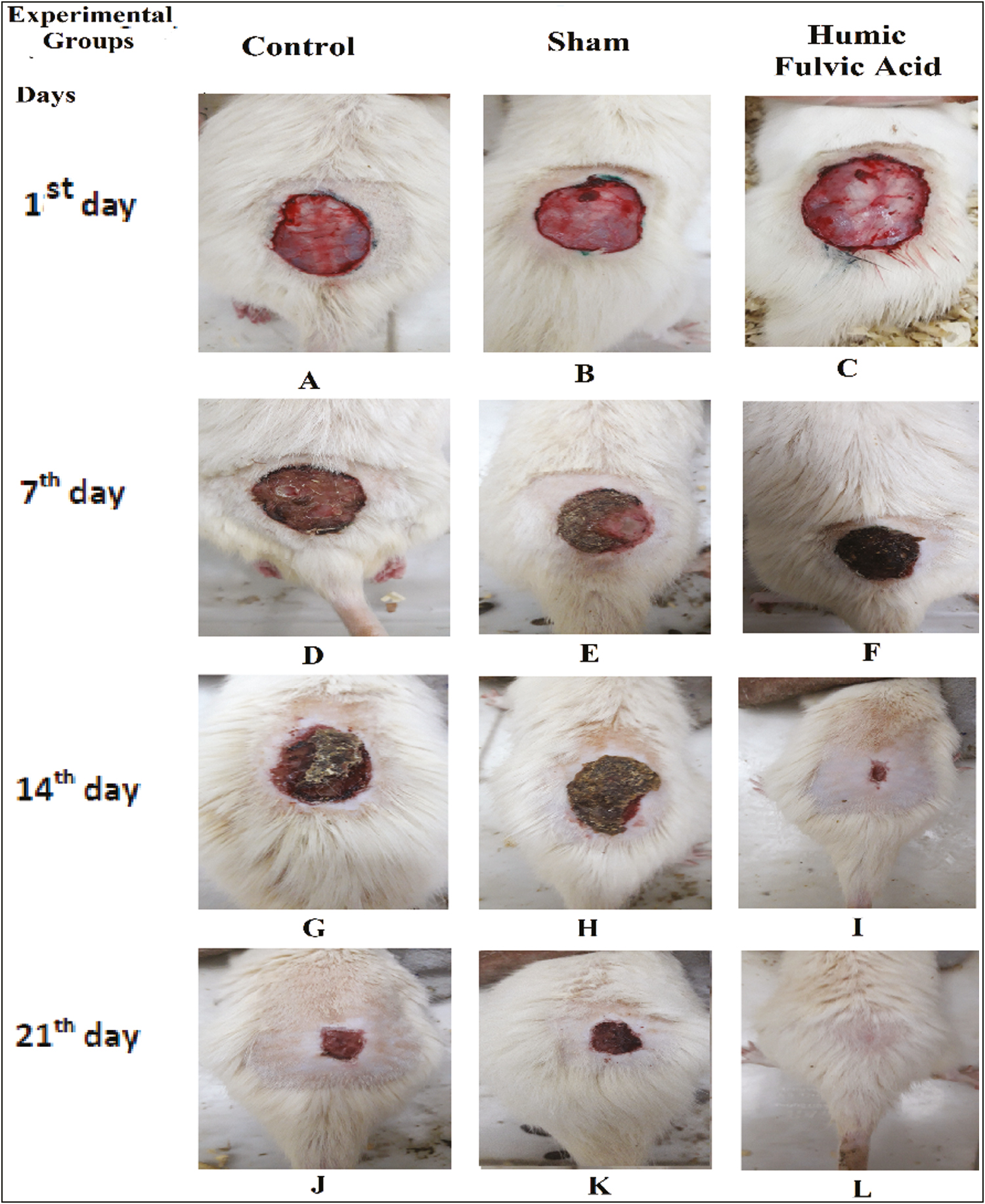 Photographic representation of wound healing rate. Control (A), sham (B), and humic acid + fulvic acid (C) groups on the 0th day, Control (D), sham (E), and fulvic acid + humic acid (F) groups on the 7th day, Control (G), sham (H), and fulvic acid + humic acid group (I), at 14th days, Control (J), sham (K), and fulvic acid humic acid (L), groups at 21st days postwounding