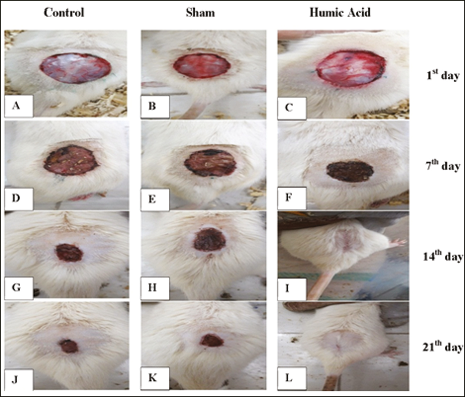 (A–L): Gross evaluation of wounds healing in all three groups at days 1, 7, 14, 21 post-treatmen. Wound area, control group (A, D, G, J), sham group (B, E, H, K) and humic acid group (C, F, I, L) at days 1, 7, 14, 21 posttreatment, respectively