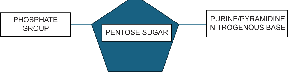 Monomeric unit of polynucleotide.