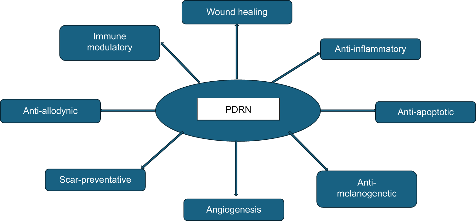 Pharmacological actions of polydeoxyribonucleotides pertaining to dermatology. PDRN: Polydeoxyribonucleotides.